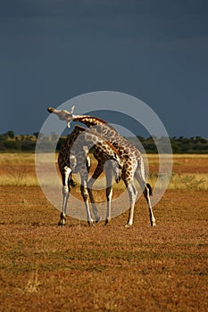 Worlds Tallest Mammal; Reticulated Giraffe