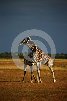 Worlds Tallest Mammal; Reticulated Giraffe