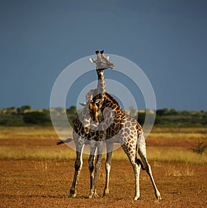 Worlds Tallest Mammal; Reticulated Giraffe