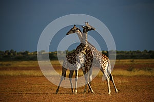 Worlds Tallest Mammal; Reticulated Giraffe