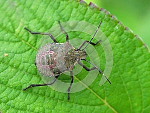 Brown marmorated stink bug Halyomorpha halys, young specimen photo