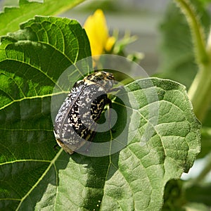 the worldwide very rare Walker, Pine Chafer, Polyphylla fullo, on a leaf