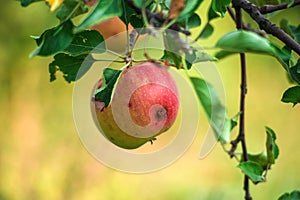 Worm apple on a tree, pests of fruit trees.