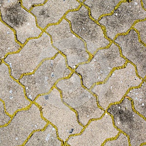 Worm brick being colorize with yellow pollen - Samut Sakhon, Thailand
