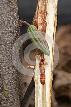 Worm burrowing inside the stem. Diseases and pests affecting cocoa plants. Selective focus