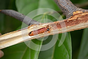 Worm burrowing inside the stem. Diseases and pests affecting cocoa plants. Selective focus