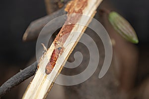 Worm burrowing inside the stem. Diseases and pests affecting cocoa plants. Selective focus