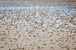 Worm Casts in the Sand