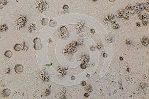 Worm Casts on a Beach