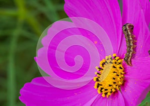 The Worm caterpillar on pink flower
