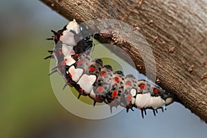 The worm,caterpillar, a worm on a tree.
