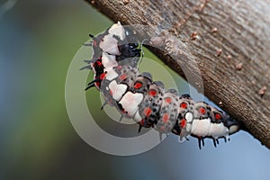 The worm,caterpillar, a worm on a tree.