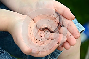 A worm in a child's hands