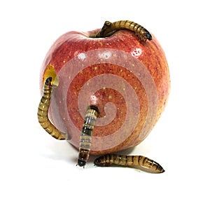 Červ je príchod von z pohryznutí jablko 
