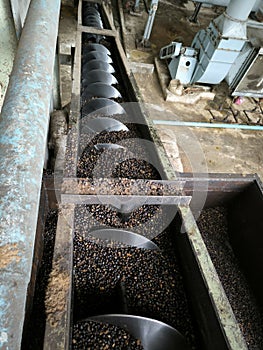 Worm conveyor used for distributing dryed palm kernel