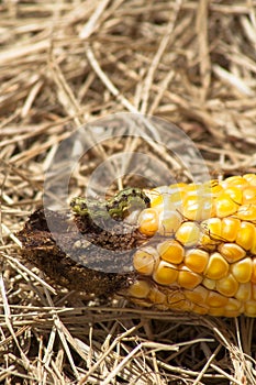 Worm in corn