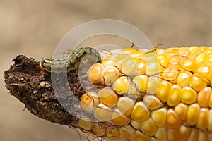 Gusano en maíz dulce 