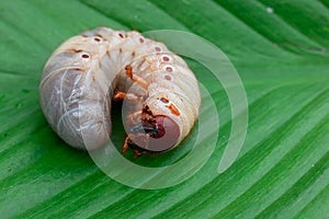 Worm of the Dynastinae