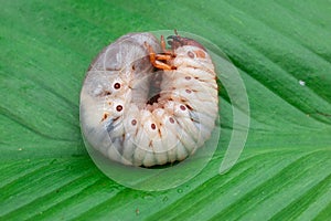 Worm of the Dynastinae