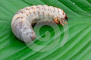 Worm of the Dynastinae