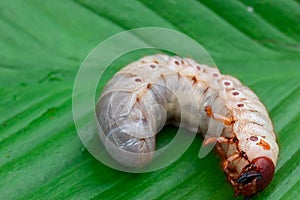 Worm of the Dynastinae on green leaf