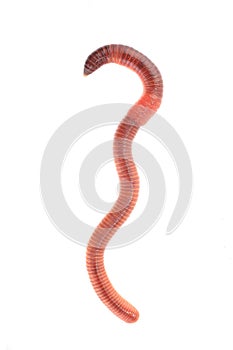 Worm