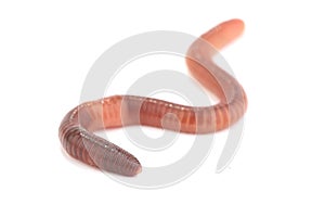 Worm