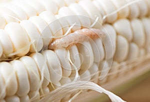 Worm eat white seed corn