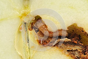 Worm Eating Apple Macro