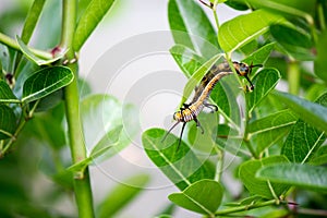 A worm eating leaves carefully until it is gone, it leaves half