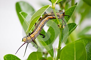 A worm eating leaves carefully until it is gone, it leaves half