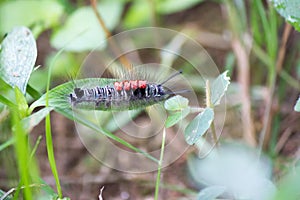 A worm eating leaves carefully until it is gone, it leaves half