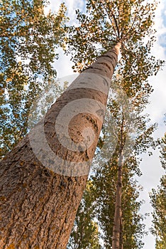 Worm eye view of poplar tree