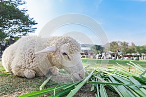 Worm eye view of Sheep eating grass with soft focus and blurred background