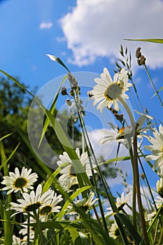 Worm eye view on wild flower meadow with white yellow leucanthemum blossoms against blue sky with cumulus clouds in springtime