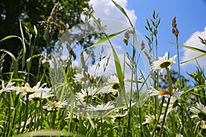 Worm eye view on wild flower meadow with white yellow leucanthemum blossoms against blue sky with cumulus clouds in springtime