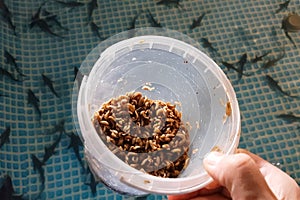 Worm feeding maggots with larvae of flies fish fry. Sturgeon far
