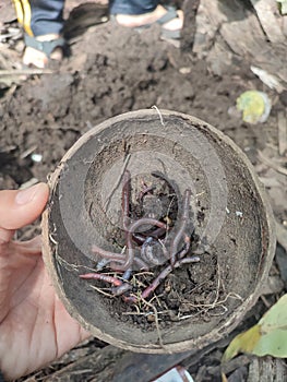 Worm fishing in the palm grove