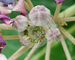 Worm on flower buds