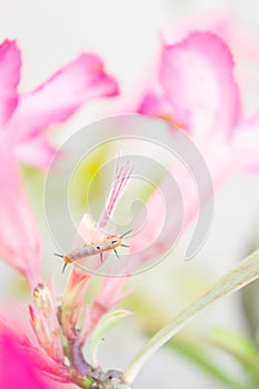 Worm flowers, caterpillars like to eat before they pupate and be