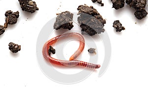 Worm in the ground on a white background