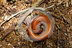 Worm on Gunung Jasar trekking