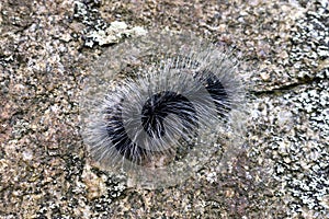 Worm, hairy caterpillar