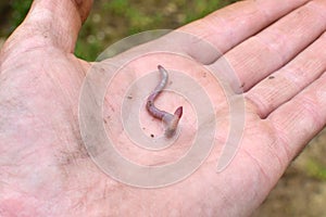 Worm in the Hand