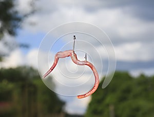 worm hanging and writhing on a fishhook