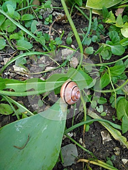 Worm Helix pomatia, the snail species