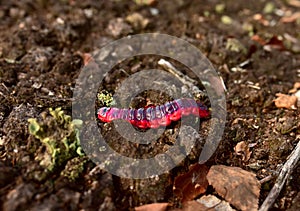 Worm is the large caterpillar. Red Mopane worms on ground. Big and long worm caterpillar insect larva from the order Lepidoptera