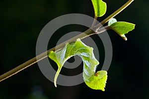 Worm Larva, Butterfly