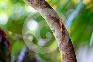 A worm with long hair walk on tree