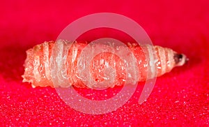 Worm of maggots on a red background